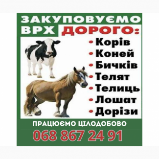 Закупівля врх та коней, Житомирська обл.