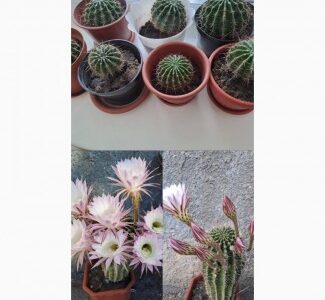 Кактус єхінопсис гострогранний, Дніпропетровська обл.