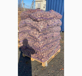 Картопля Товарна Гуртом, Якість із ПДВ, Волинська обл.