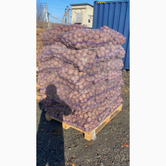 Картопля Товарна Гуртом, Якість із ПДВ, Волинська обл.