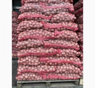 Продам Насінневу картоплю Гуртом від 500 кг / Імпорт/ із ПДВ, Волинська обл.