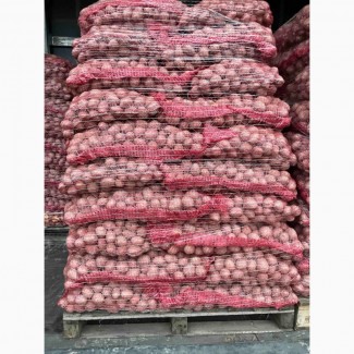 Продам Насінневу картоплю Гуртом від 500 кг / Імпорт/ із ПДВ, Волинська обл.