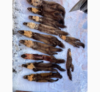 Куплю шкіри куниці, кроля, видри, єнота, бобра та струю, Волинська обл.