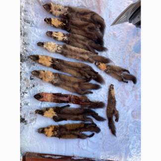 Куплю шкіри куниці, кроля, видри, єнота, бобра та струю, Волинська обл.