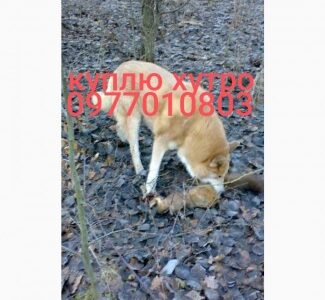 Куплю хутро куниці, Хмельницька обл.