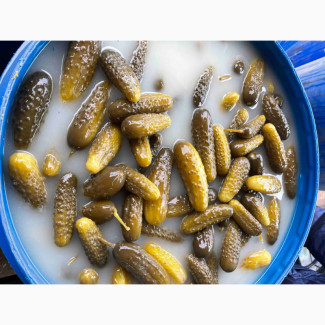 Огірок Солений у смачному росолі хрусткий, Волинська обл.