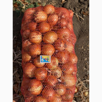 Продам цибулю лук репчатый оптом на экспорт, Одеська обл.