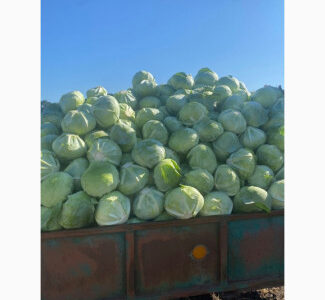 Продам капусту, ідеальної якості. Розмір 1, 5- 2, 5, Вінницька обл.