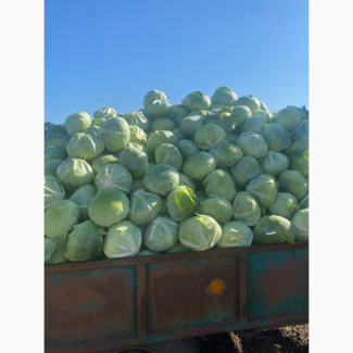 Продам капусту, ідеальної якості. Розмір 1, 5- 2, 5, Вінницька обл.