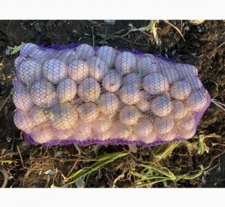 Продам лук, Миколаївська обл.