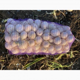 Продам лук, Миколаївська обл.