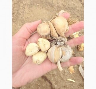 Продам часник на переробку або для загального харчування, Дніпропетровська обл.