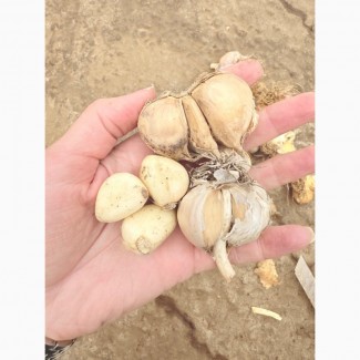 Продам часник на переробку або для загального харчування, Дніпропетровська обл.