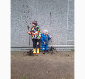 Саджанці киргизька груша зимова, Чернівецька обл.