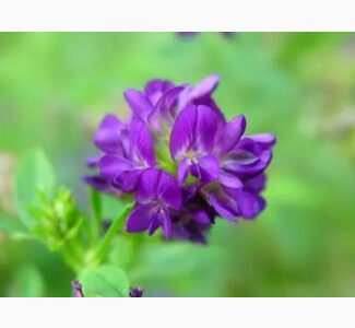 Куплю насіння люцерни, Рівненська обл.