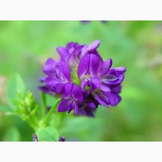 Куплю насіння люцерни, Рівненська обл.