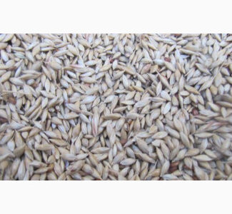 Куплю насіння суданки, Черкаська обл.