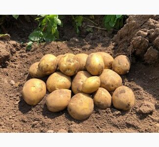 Продам картоплю 2-го сорту оптом від 10 тонн, Вінницька обл.