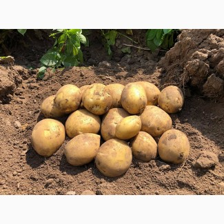 Продам картоплю 2-го сорту оптом від 10 тонн, Вінницька обл.