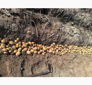 Картопля другого сорту, продаж гуртом від 10 тонн, Волинська обл.