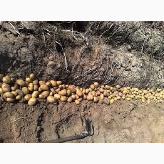 Картопля другого сорту, продаж гуртом від 10 тонн, Волинська обл.