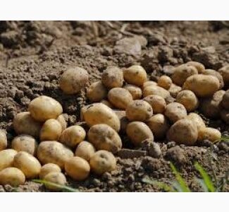 Продається картопля 2-й сорт урожаю 2025 року, Дніпропетровська обл.
