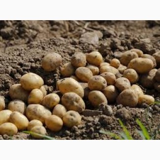 Продається картопля 2-й сорт урожаю 2025 року, Дніпропетровська обл.