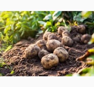 Картопля другого сорту оптом, обсяги від 10 тонн, Житомирська обл.