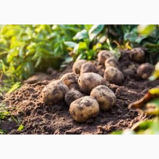 Картопля другого сорту оптом, обсяги від 10 тонн, Житомирська обл.