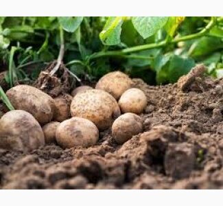 Реалізація картоплі 2-го сорту гуртом, Київська обл.