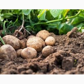 Реалізація картоплі 2-го сорту гуртом, Київська обл.