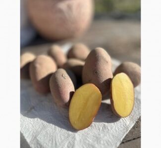 Продам картоплю, Житомирська область