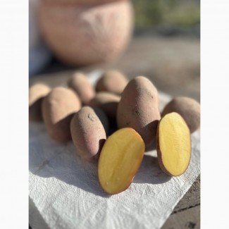 Продам картоплю, Житомирська область