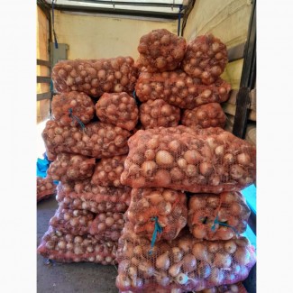 Продам цибулю сорту Банко, ціна договірна, Полтавська обл.