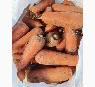 Продам моркву сорту Каскад, Полтавська обл.