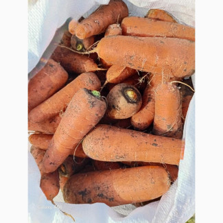 Продам моркву сорту Каскад, Полтавська обл.