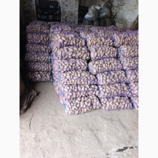 Продам насіннєву картоплю сорт Гранада, Волинська обл.