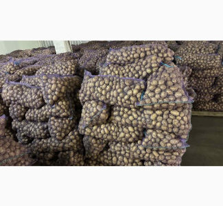 Продам семенной картофель отличного качества сорт Ривьера, Прадо, 2 репродукции, ост 30т, Дніпропетровська обл.