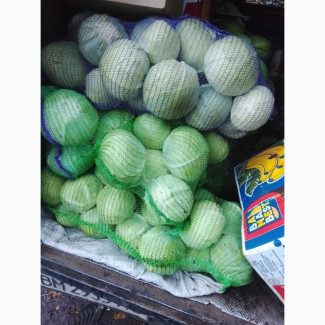 Продам капусту, Сумська обл.