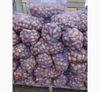 Продам картоплю оптом, Чернігівська обл.
