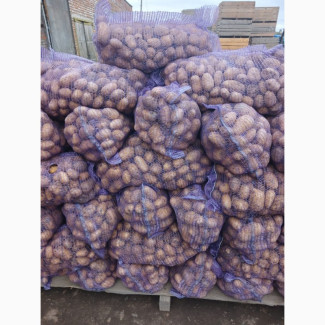 Продам картоплю оптом, Чернігівська обл.