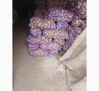 Продам картоплю товарну і посадкову, Сумська обл.