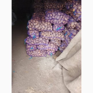 Продам картоплю товарну і посадкову, Сумська обл.