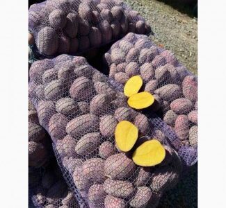 Продам насіннєву картоплю, Житомирська обл.