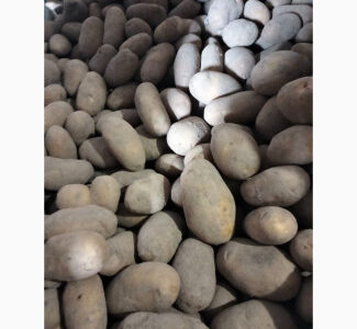 Куплю Картоплю Дорого. Закуповуємо картоплю від населення, Волинська обл.