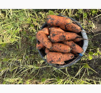 Продам моркву, Одеська обл.