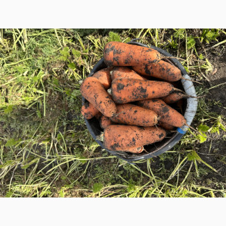 Продам моркву, Одеська обл.