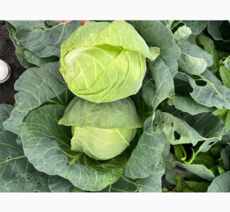 Продам Молоду капусту, Миколаївська обл.