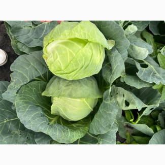 Продам Молоду капусту, Миколаївська обл.