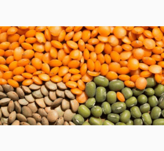 Насіння посівне сочевиці Максим (червона), Лінза (зелена), Дніпропетровська обл.